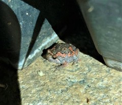 Uperodon taprobanicus