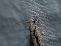 Eulechria xeropterella