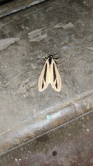 Creatonotos gangis-interrupta agg