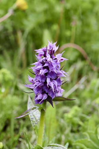 Keyflower (Dactylorhiza aristata)