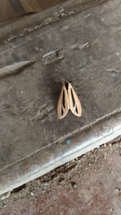 Creatonotos gangis-interrupta agg