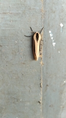 Creatonotos gangis-interrupta agg