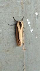 Creatonotos gangis-interrupta agg