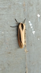 Creatonotos gangis-interrupta agg