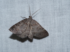 Dichromodes obtusata