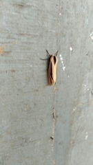 Creatonotos gangis-interrupta agg