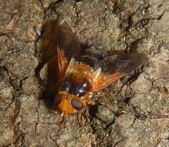 Microtropesa sinuata