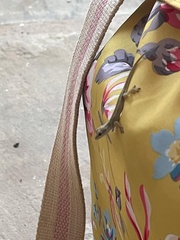 Lygodactylus capensis