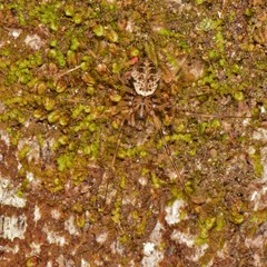 Drapetisca alteranda