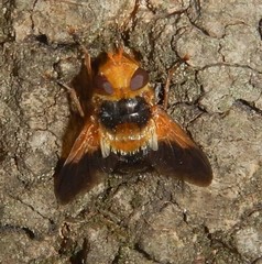 Microtropesa sinuata