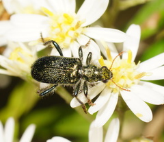 Clerinae