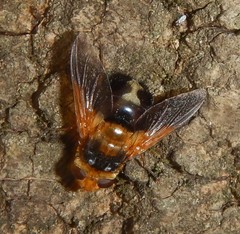 Microtropesa sinuata
