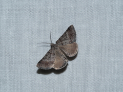 Dichromodes obtusata