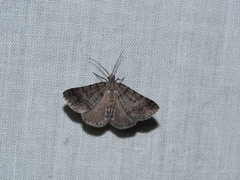 Dichromodes obtusata