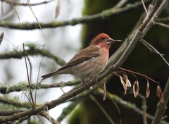 Haemorhous purpureus californicus