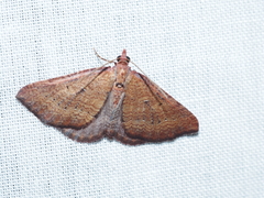 Chrysolarentia trygodes