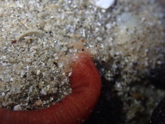 Taeniogyrus dunedinensis