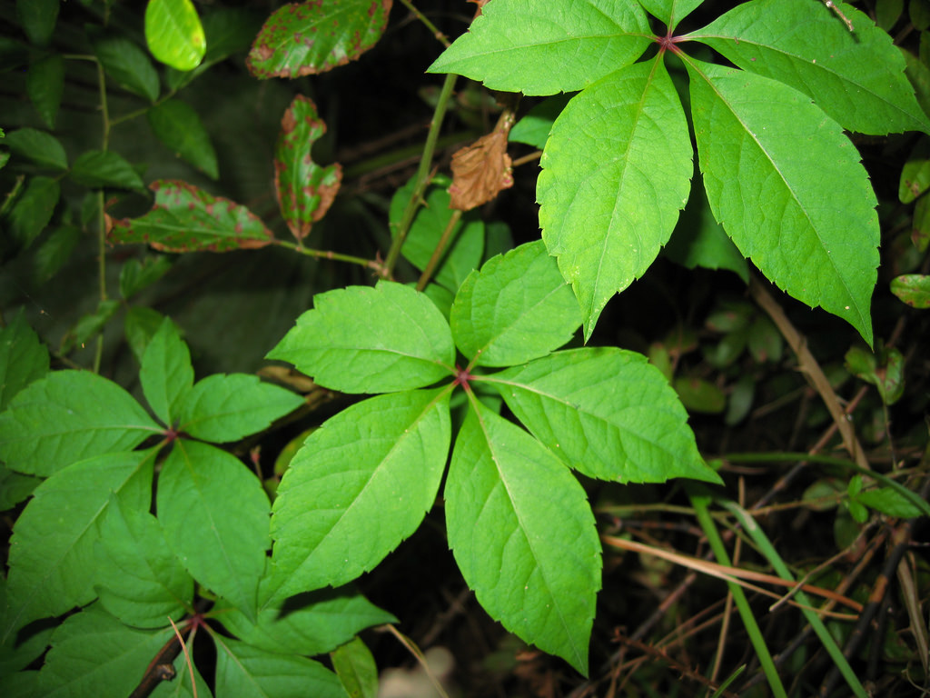 Virginia Creeper (Rutgers NJAES)