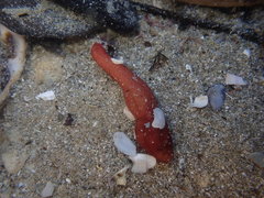 Taeniogyrus dunedinensis