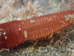 Taeniogyrus dunedinensis
