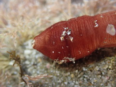 Taeniogyrus dunedinensis