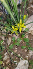 Gagea chlorantha