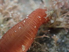 Taeniogyrus dunedinensis