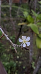 Prunus salicina