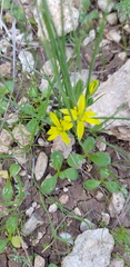 Gagea chlorantha