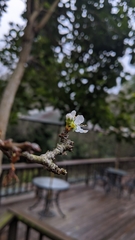 Prunus salicina