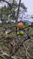 Prunus salicina