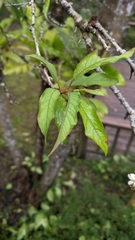 Prunus salicina