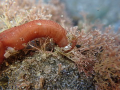 Taeniogyrus dunedinensis