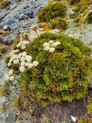 Aciphylla crosby-smithii
