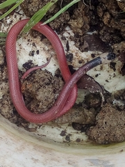Clelia equatoriana