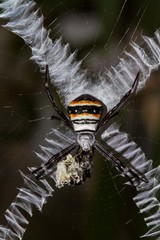 Argiope caledonia