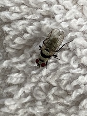 Anthomyia silvestris