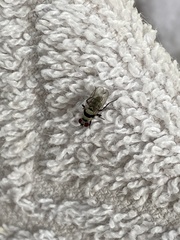 Anthomyia silvestris