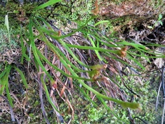 Schizaea rupestris