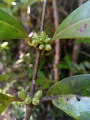 Saldinia proboscidea