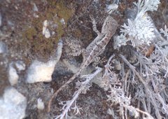 Short-Tailed Mountain Agama photo 4