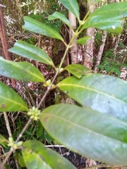 Saldinia proboscidea