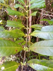 Saldinia proboscidea