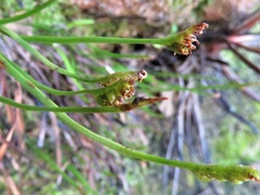 Schizaea rupestris