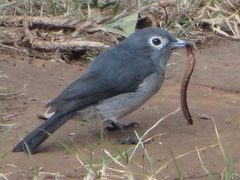 Melaenornis fischeri