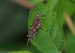 Coptotettix interruptus