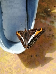 Adelpha fessonia