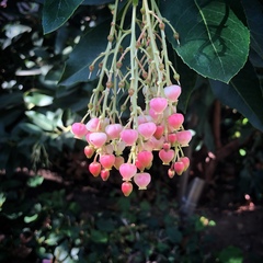 Arbutus × andrachnoides