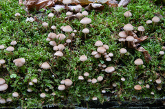 Psathyrella pygmaea