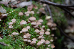 Psathyrella pygmaea